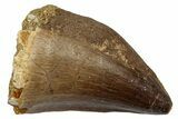 Fossil Mosasaur (Thalassotitan) Tooth - Morocco #345158-1